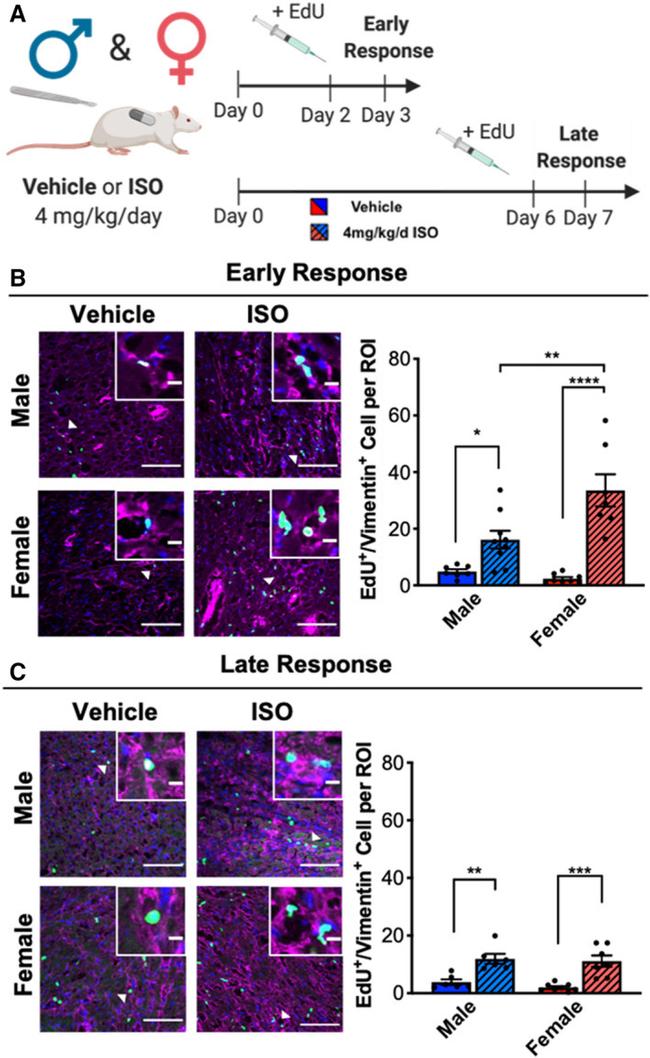 Vimentin Antibody in Immunocytochemistry (ICC/IF)