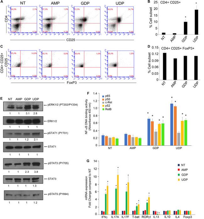 STAT1 Antibody in Western Blot (WB)