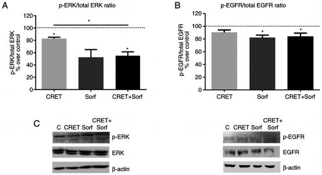 Phospho-ERK1/ERK2 (Thr185, Tyr187) Antibody in Western Blot (WB)