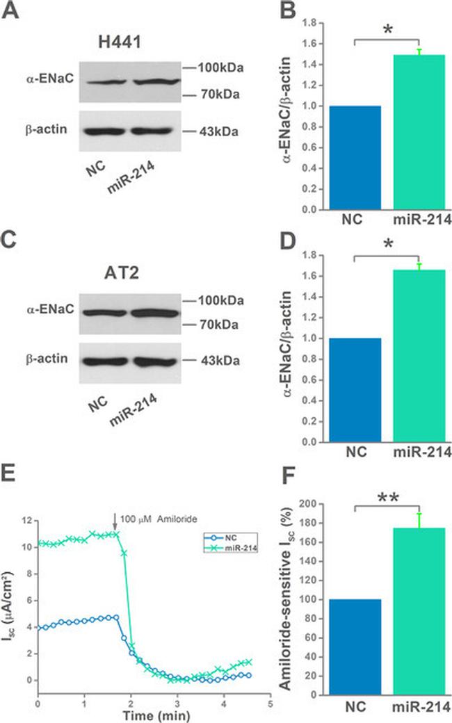 alpha-ENaC Antibody in Western Blot (WB)