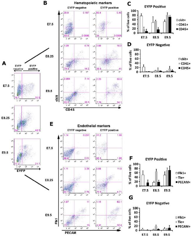 CD31 (PECAM-1) Antibody in Flow Cytometry (Flow)