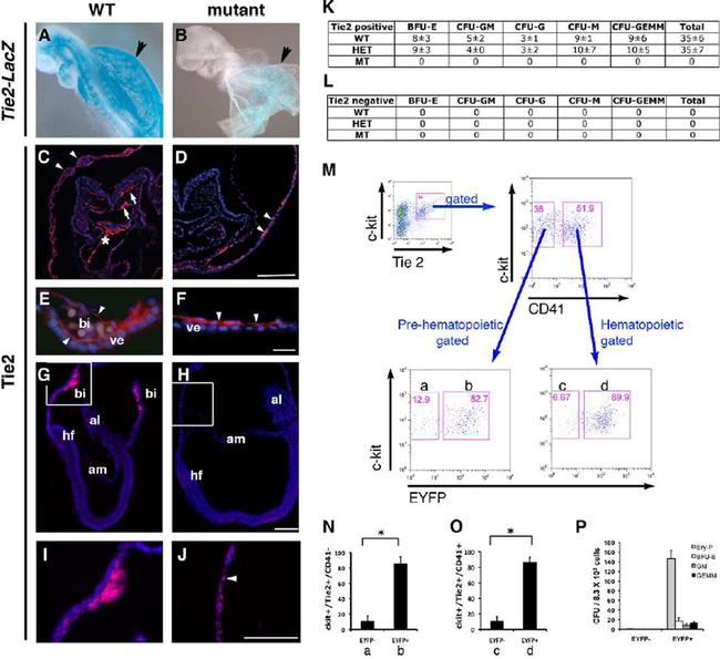 CD41a Antibody in Flow Cytometry (Flow)