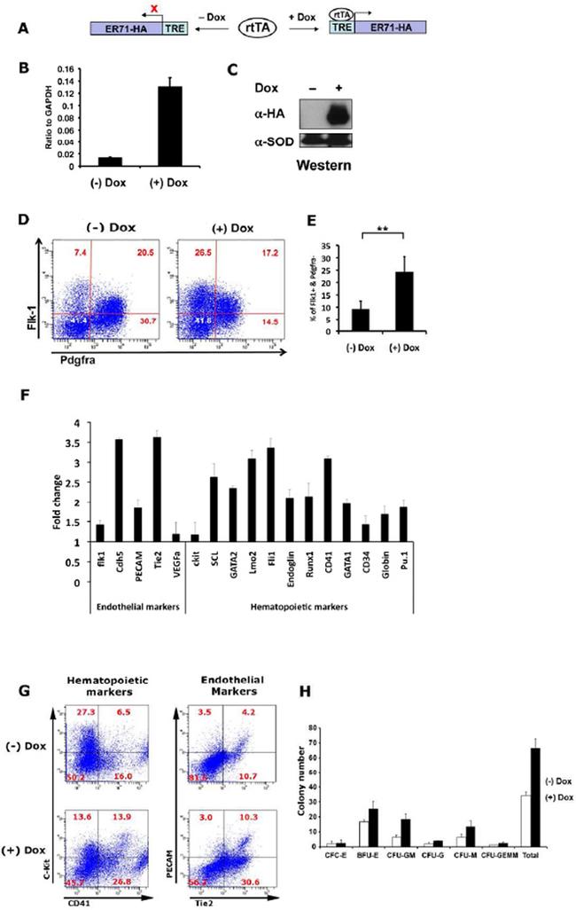 CD41a Antibody in Flow Cytometry (Flow)