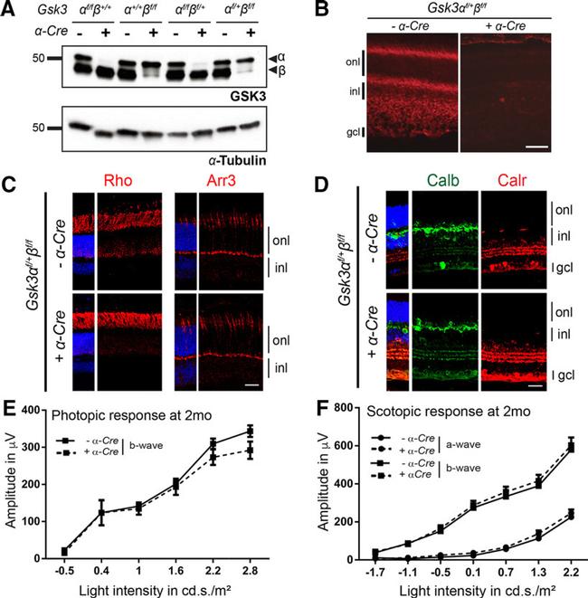 GSK3 alpha/beta Antibody in Western Blot (WB)