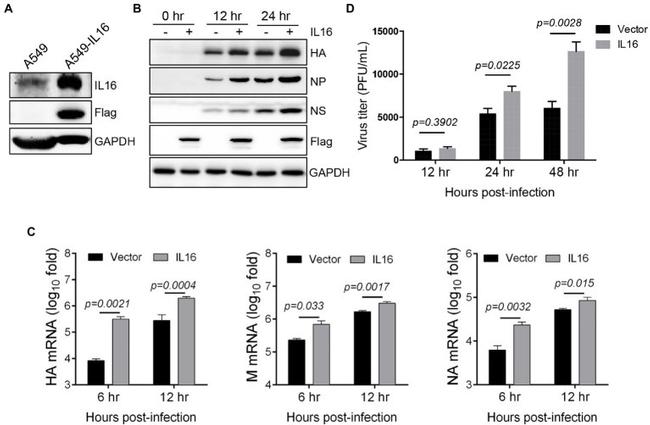 Influenza A H1N1 HA Antibody in Western Blot (WB)