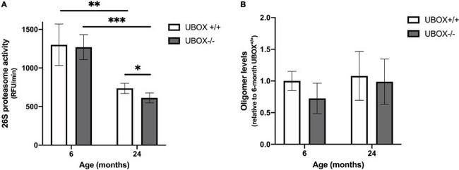 Oligomer A11 Antibody in Western Blot (WB)