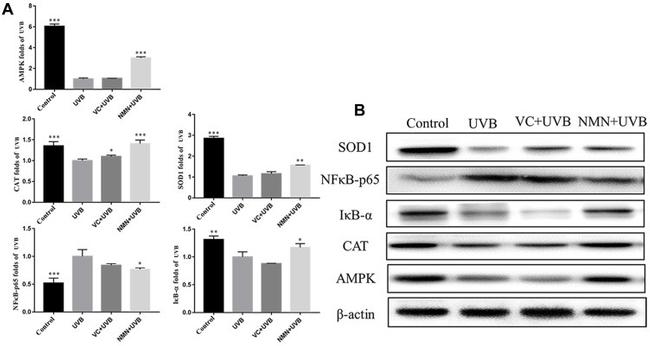 SOD1 Antibody in Western Blot (WB)