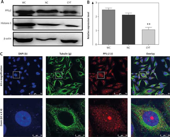 alpha Tubulin Antibody in Immunocytochemistry (ICC/IF)