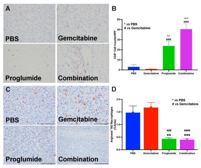 Arginase 1 Antibody in Immunohistochemistry (IHC)