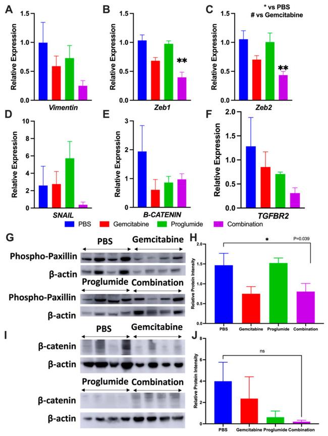 beta Actin Antibody in Western Blot (WB)