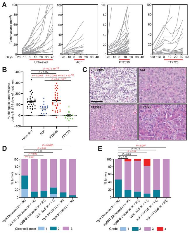 Carbonic Anhydrase IX Antibody in Immunohistochemistry (IHC)