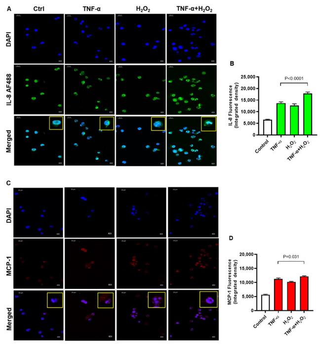 MCP-1 Antibody in Immunocytochemistry (ICC/IF)