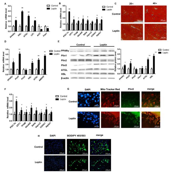 OXPAT Antibody in Western Blot (WB)