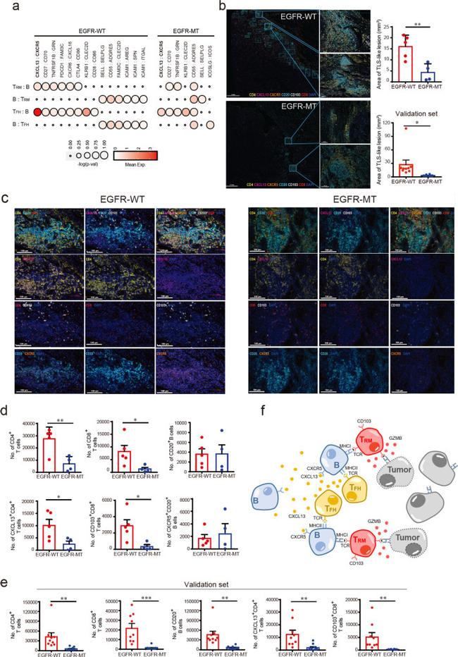 CXCL13 Antibody in Immunohistochemistry (IHC)