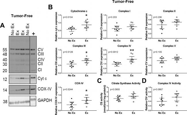 Cytochrome C Antibody in Western Blot (WB)