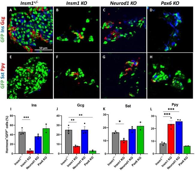 Insulin Antibody in Immunohistochemistry (IHC)