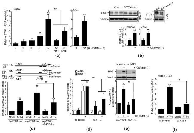 BTG1 Antibody in Western Blot (WB)