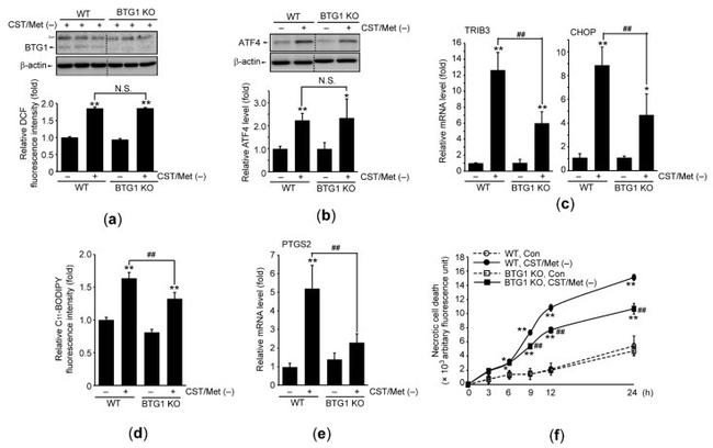 BTG1 Antibody in Western Blot (WB)