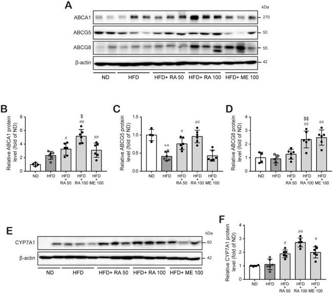 CYP7A1 Antibody in Western Blot (WB)