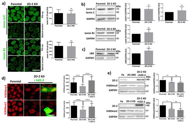 ZO-2 Antibody in Western Blot (WB)