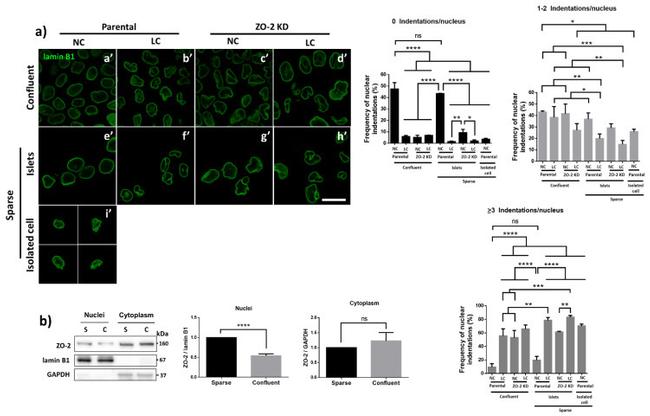 ZO-2 Antibody in Western Blot (WB)