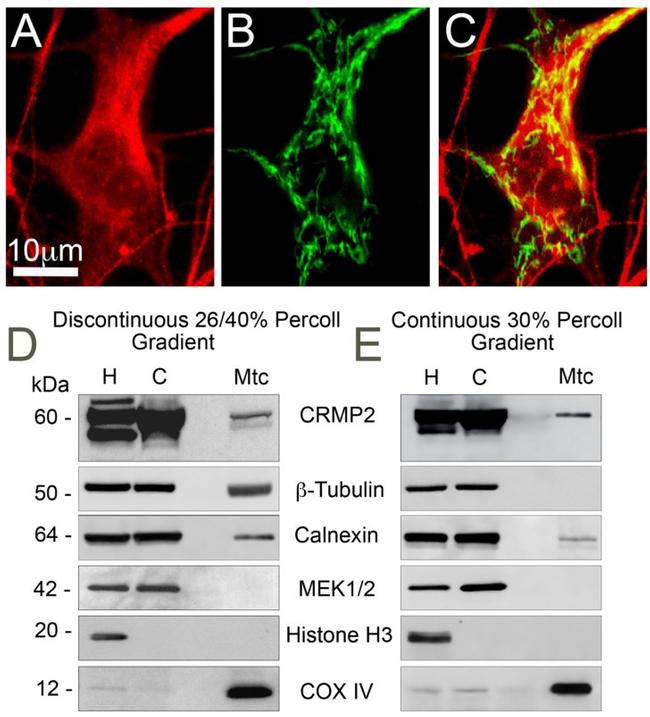 MEK1/MEK2 Antibody in Western Blot (WB)