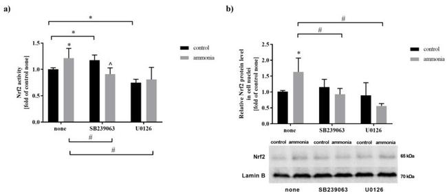 Nrf2 Antibody in Western Blot (WB)