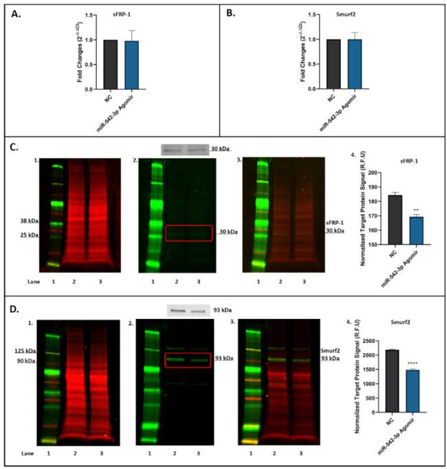 SFRP1 Antibody in Western Blot (WB)