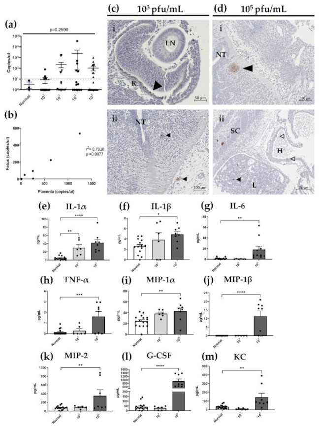 Herpes Simplex Virus Type 1/2 Antibody in Immunohistochemistry (IHC)