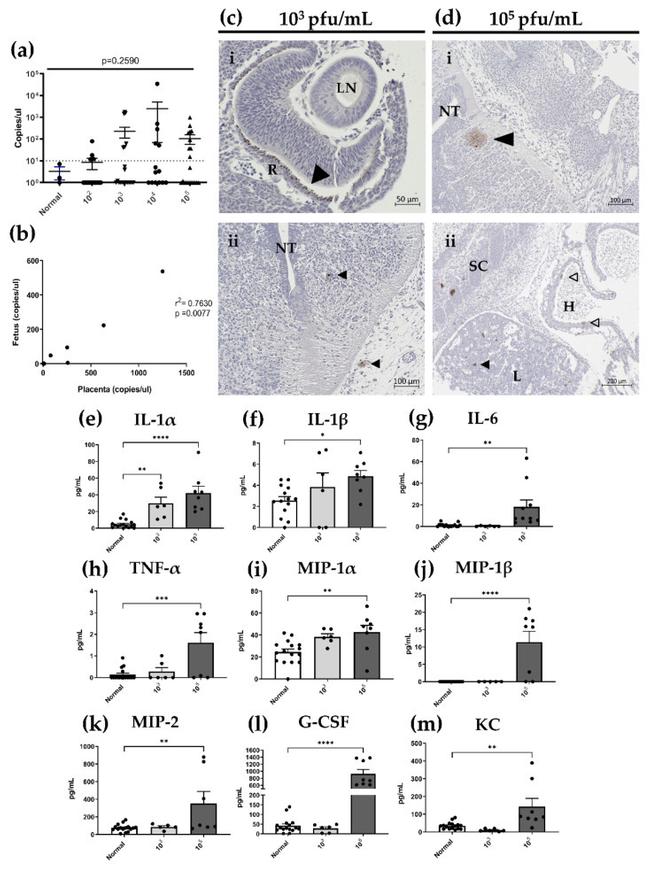 Herpes Simplex Virus Type 1/2 Antibody in Immunohistochemistry (IHC)