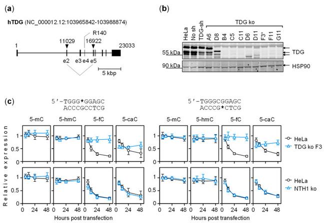 TDG Antibody in Western Blot (WB)