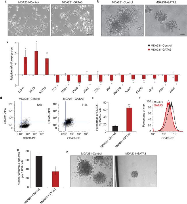 CD49f (Integrin alpha 6) Antibody in Flow Cytometry (Flow)