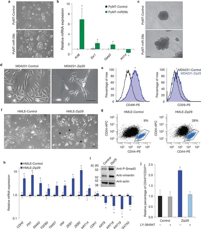 CD24 Antibody in Flow Cytometry (Flow)