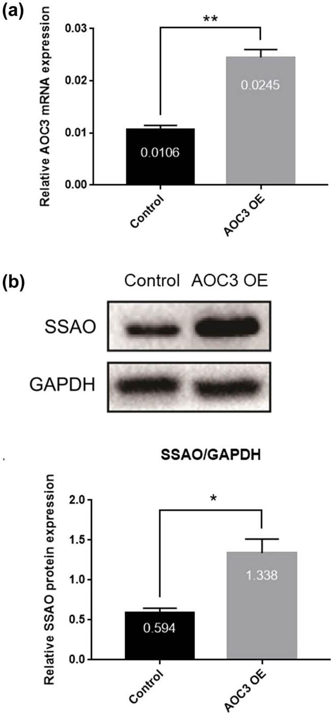 AOC3 Antibody in Western Blot (WB)