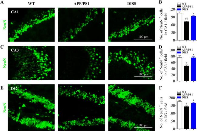 NeuN Antibody in Immunohistochemistry (IHC)