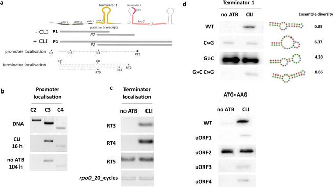 mCherry Antibody in Western Blot (WB)