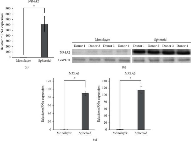 Nurr1 Antibody in Western Blot (WB)