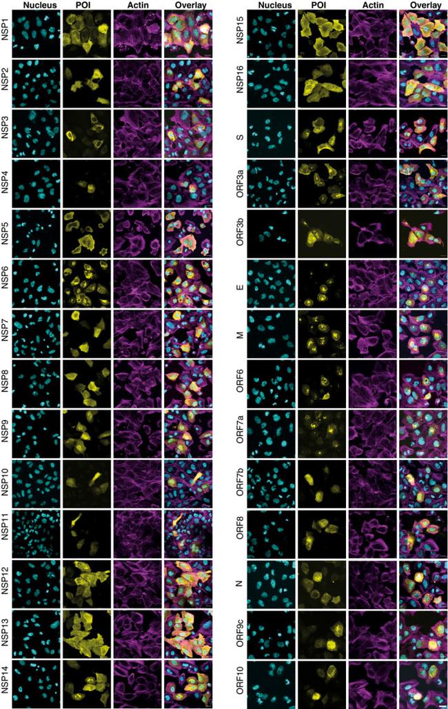 V5 Tag Antibody in Immunocytochemistry (ICC/IF)