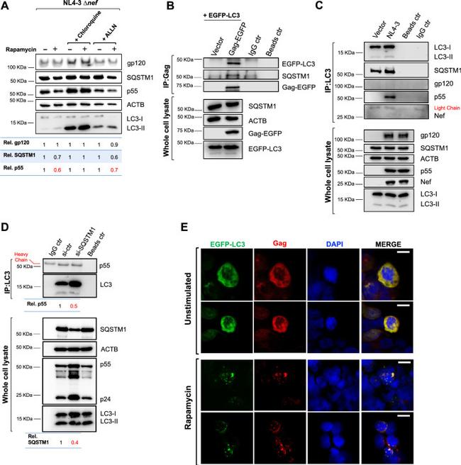 HIV1 nef Antibody in Western Blot (WB)