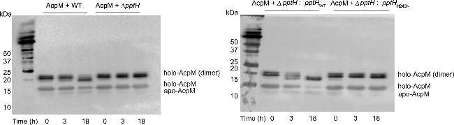 6x-His Tag Antibody in Western Blot (WB)