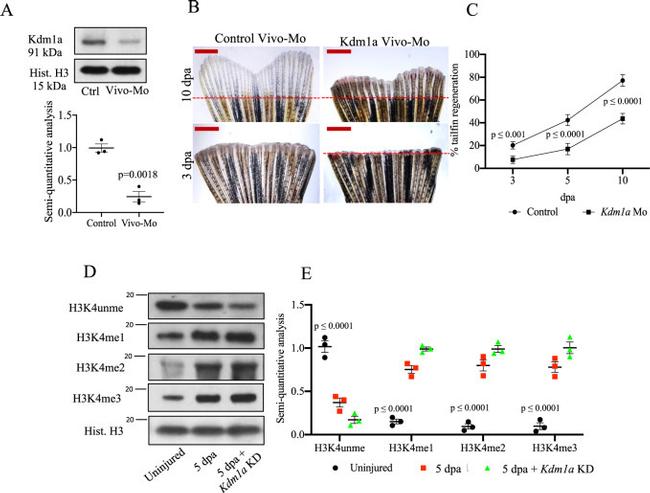 LSD1 Antibody in Western Blot (WB)