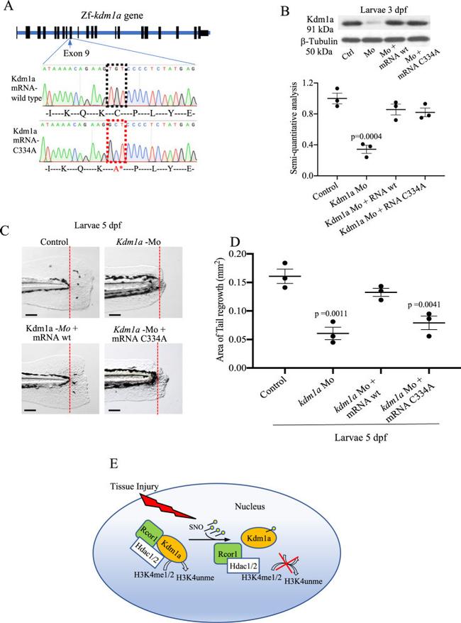 LSD1 Antibody in Western Blot (WB)