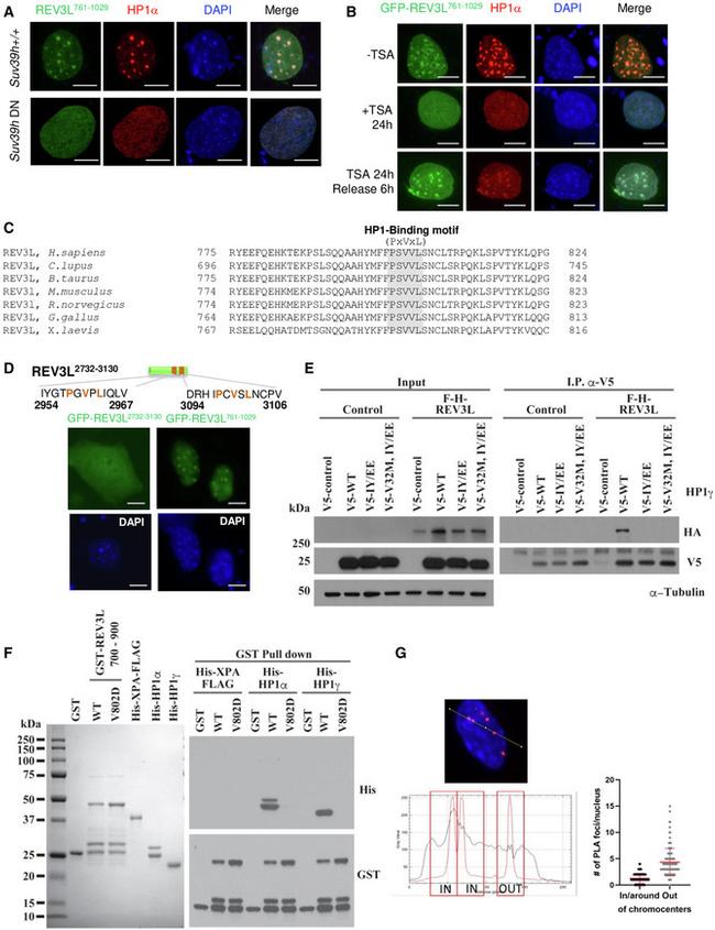 V5 Tag Antibody in Immunoprecipitation (IP)