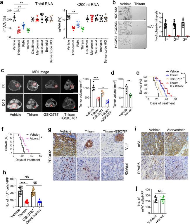 PPAR delta Antibody in Immunohistochemistry (IHC)