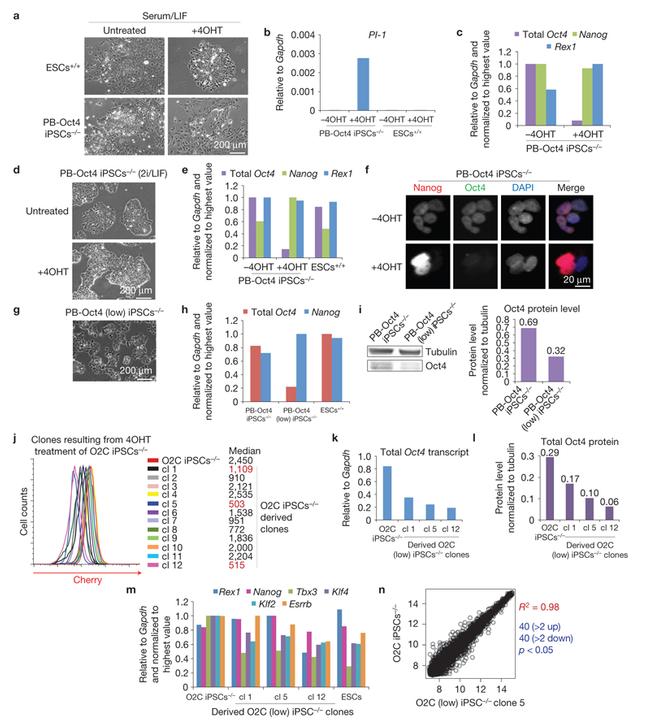 Nanog Antibody in Immunocytochemistry (ICC/IF)