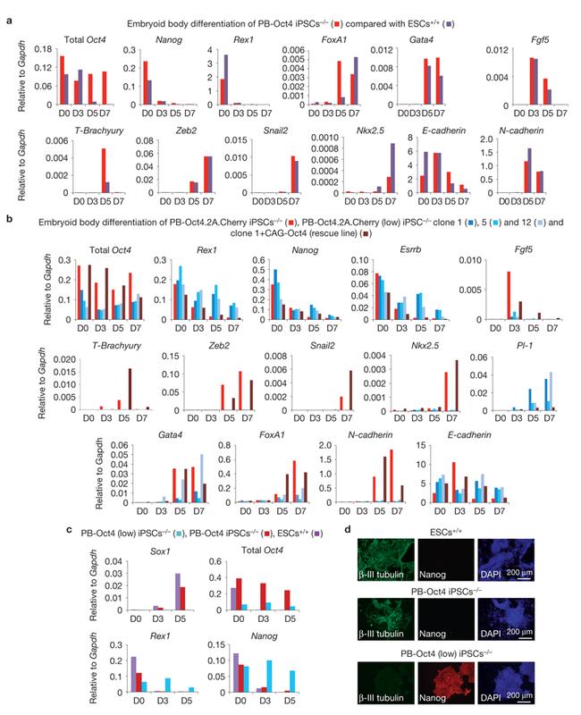 Nanog Antibody in Immunocytochemistry (ICC/IF)