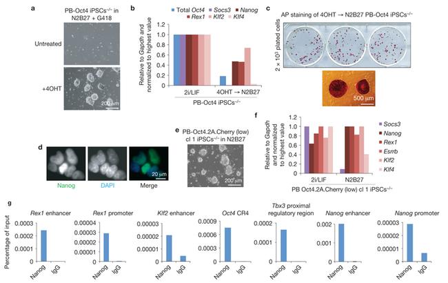 Nanog Antibody in Immunocytochemistry (ICC/IF)