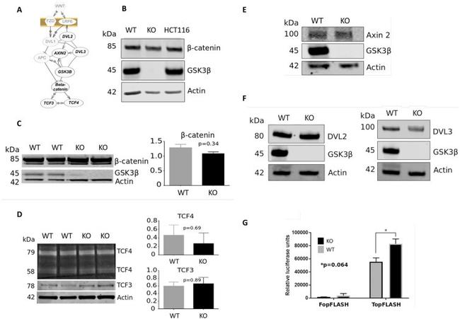 beta Catenin Antibody in Western Blot (WB)