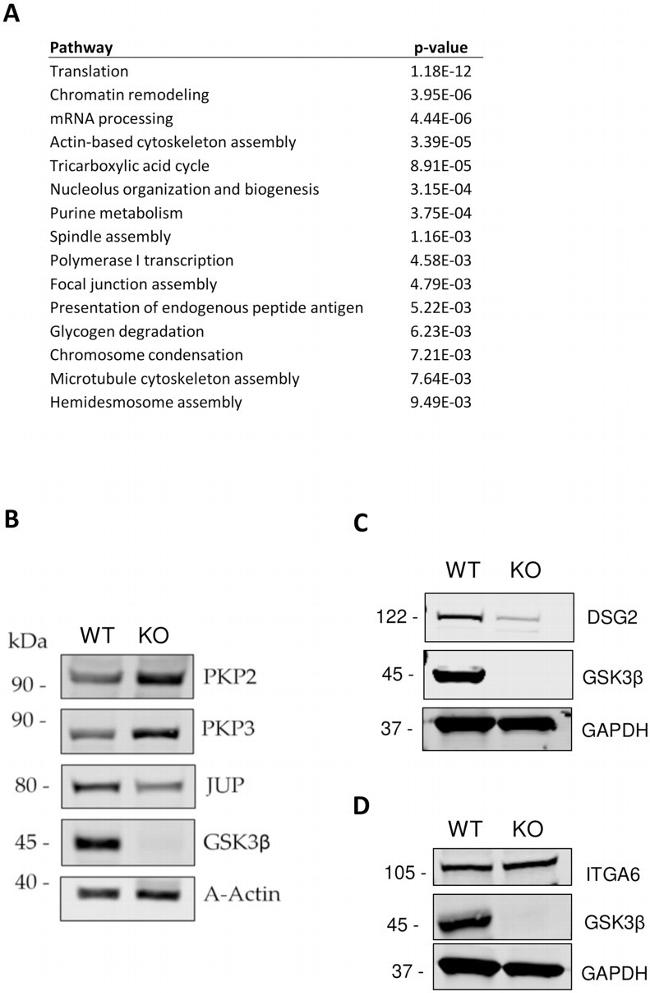 PKP3 Antibody in Western Blot (WB)