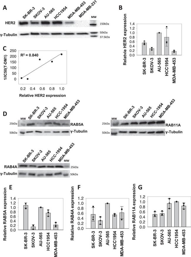 Rab4 Antibody in Western Blot (WB)